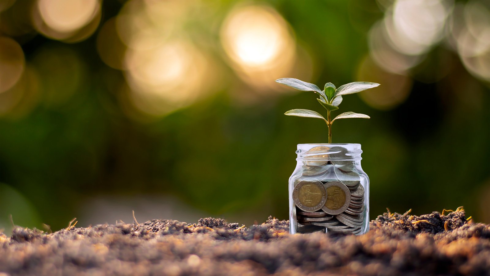 Small Plants Grows inside Coin Jar